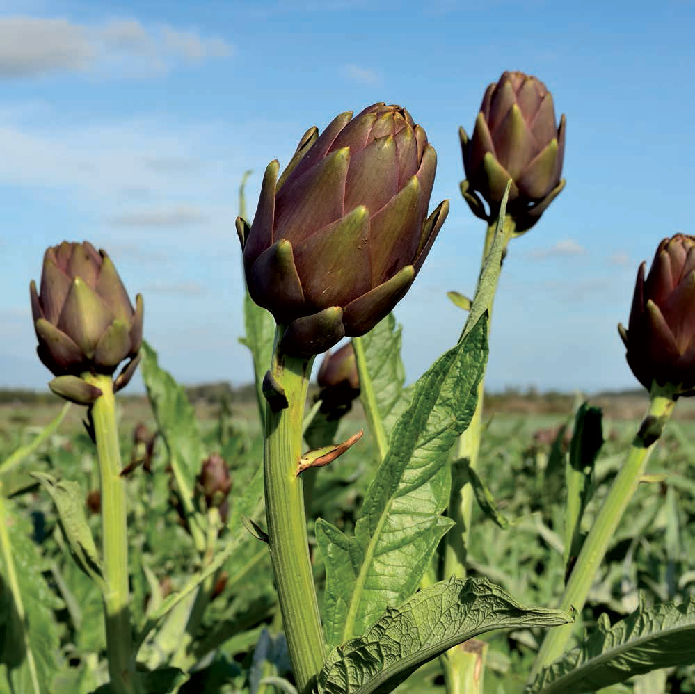 Carciofo spinoso di Sardegna DOP